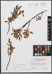 Foto von Salix waldsteiniana Willd.